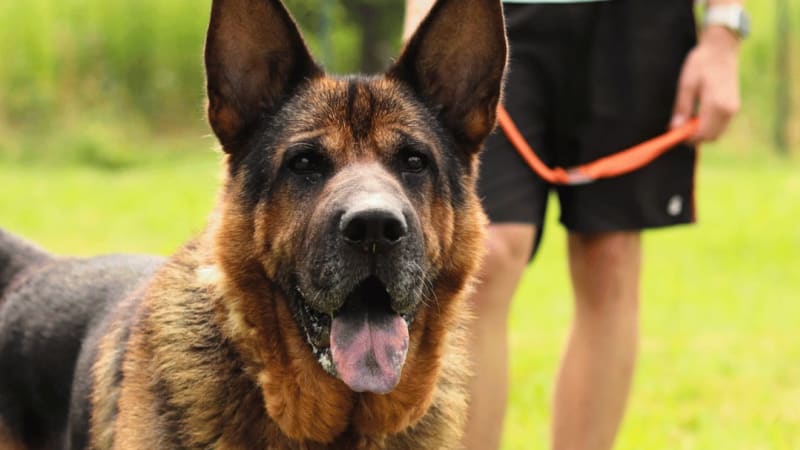 Život strávil na řetězu, přesto mu zůstala skvělá povaha. Bakkaro z lanškrounského útulku hledá domov 