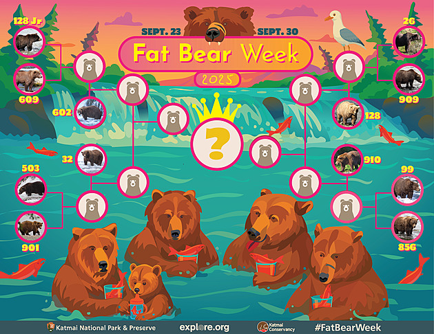 Hledá se nejkulaťoulinkatější méďa. Týden tlustých medvědů 2025 baví svět