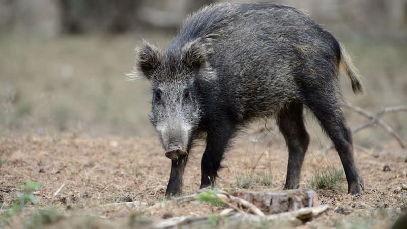 Divočáci jsou o krok napřed, zoufají si myslivci. Zvířata míří do měst, odstřel nestačí