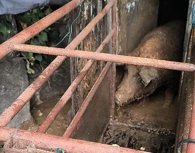 Zapáchající kaluž, žádná podestýlka, tma. Prasata žila v hrůzných podmínkách