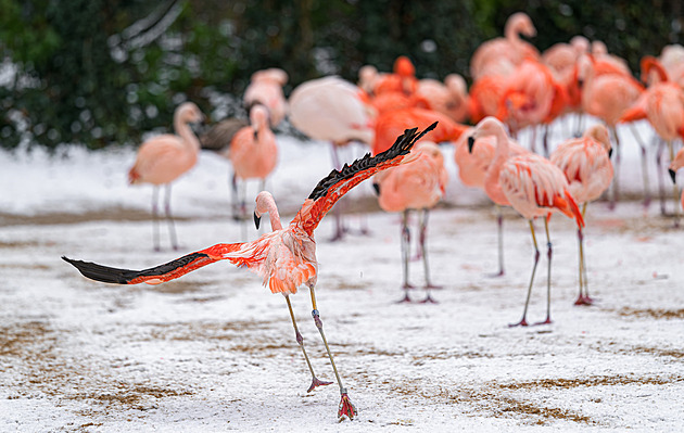 V zasněžené Zoo Praha tančí plameňáci na ledu, tygrům či sobům zima sedí