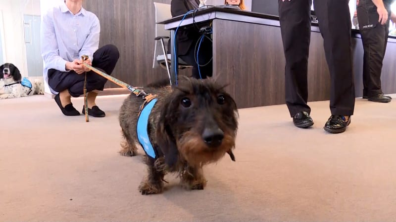 Hrůzy, o kterých se těžko mluví. Pražským policistům pomáhají při výslechu dětí psí asistenti