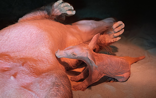 Safari Park ukáže nové mládě hrabáče, návštěvníci ale budou pod dozorem