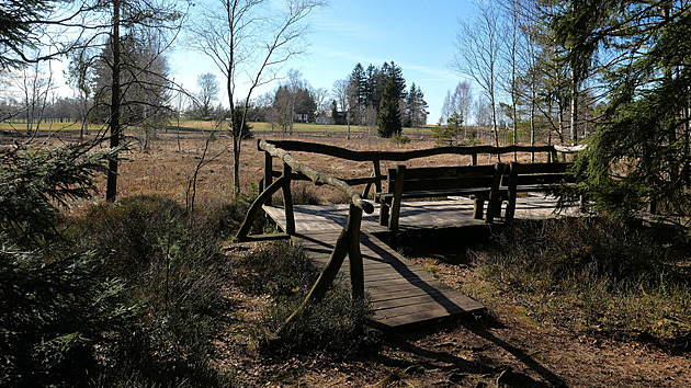 Mizející druhy dostaly šanci. U Dářka končí obnova rašelinišť za miliony korun