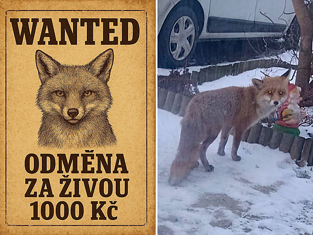 Pátrání ve stylu Divokého západu neuspělo. Liška z obce na Novojičínsku unikla