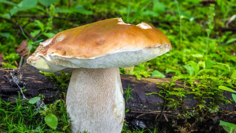 Lesy jsou plné obrovských hřibů. MAPA ukazuje, kam o víkendu vyrazit na houby