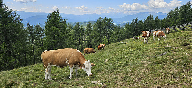 První případ viru Shamonda u nás. Objevil se v chovu na Táborsku